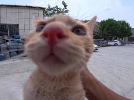 去城里给鸡翅包饭娶媳妇咯 #追600rs #鸡翅包饭进城日记 #机车喵