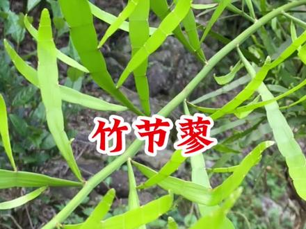 竹节蓼是一种可以吸附“砒霜”的植物,看看你认识吗?