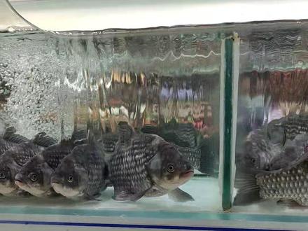 胖东来的鱼都这么整齐😂#年年有鱼 #胖东来