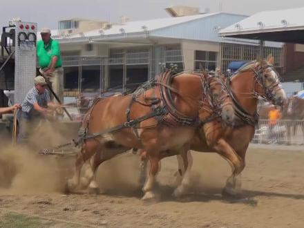 为什么几百万的赛马,腿部受伤之后,就会被执行安乐死#科普 #知识分享 #冷知识 @抖音小助手