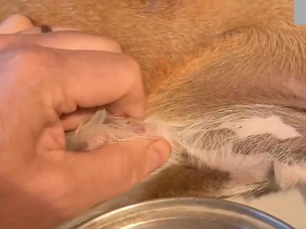 马蝇幼虫#动物#动物解说 #解压视频 #宠物 #狗狗