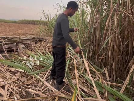 12月20号 韦山回到家乡的第一件事砍甘蔗 果然荒野男人还是那么勤劳,爱干活#张家界七星山 #张家界七星山骆驼杯 #老六荒野 #张家界七星山老六荒野 #广西柳州