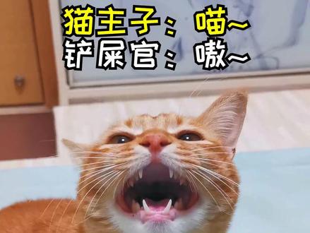 包子:不管在哪里,都要记得我是你的小宝贝呀~#爱宠治愈季 #会唱歌的猫 #歌曲ta @DOU+小助手