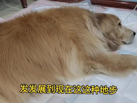 金毛犬癌症晚期开始全身扩散,看着心疼人#宠物医院 #金毛#肿瘤 #癌症
