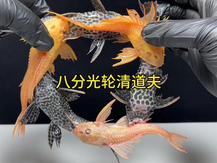 八分光轮清道夫 给6只清道夫吃泻药,再把它们的嘴和菊花连接起来会发生什么事!#科普#清道夫奇葩试验 #解压