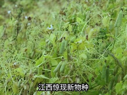 江西惊现新物种,2023年仅存不到200棵,网友:我家割来喂猪#科普#生物科普#野豌豆