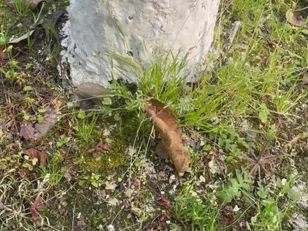 环嗪酮使用方法