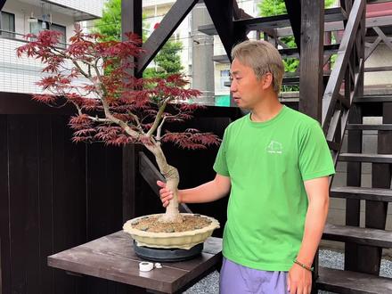 大品人气品种枫野村,日本精品盆景盆栽,直接看视频,价格大漏 #盆景#盆栽#野村#枫树#盆景艺术