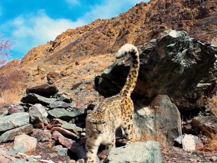 聪明的雪豹 是如何在栖息地内做标记从而找到同类的?但并不是只有雪豹能察觉到同类的标识!#抖音好物年货节 #萌知计划 #动植物观察局 #雪豹 #兔狲 @抖音自然 @中国生物多样性保护与绿色发展基金会 @抖音青少年 #神奇动物在抖音