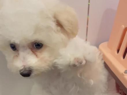 新来的一只小比熊,虽然胆子小了点,有点内向,但也不耽误自来熟体制😆#比熊 #宠物店日常 #萌宠