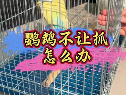 鹦鹉不让抓怎么训练#鹦鹉鹦鹉萌萌哒逗鹦鹉 #鹦鹉 #手养鹦鹉 #宠物 #萌宠