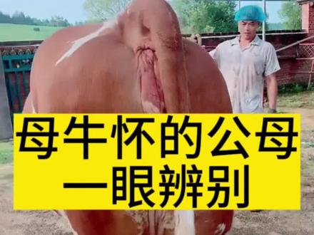 母牛怀的公母一眼辨别#三农 #养牛技术 #繁殖母牛 #母牛 #怀孕母牛