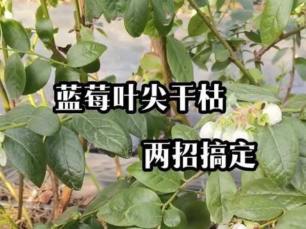 蓝莓叶尖干枯别慌,两步轻松搞定 #蓝莓种植 #病虫害防治 #农技分享 #三农流量扶持计划
