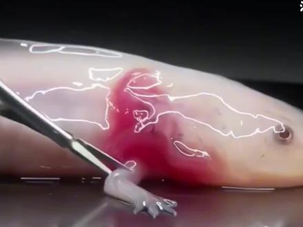 我能再生器官,却永远无法在你们的好奇心中重获自由,人类你好,我是美西螈#科普#涨知识#美西螈 #科普一下