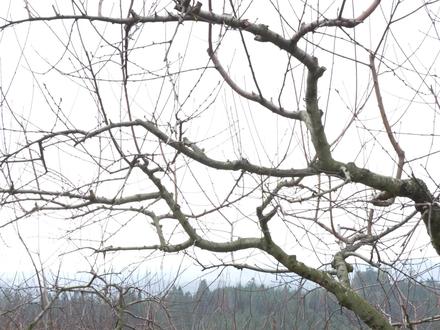 千门万户曈曈日,总把新桃换旧符。
东南桃木枝,古老文化,民间习俗#民俗文化 #国学智慧 #五彩桃木#见者好运 #桃木挂件