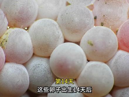 本视频记录了蜗牛从卵子到成年的过程 #动物世界 #蜗牛