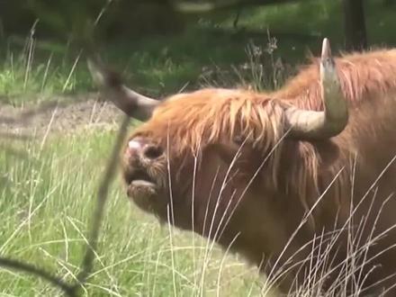 大型钻牛角尖现场!两头公牛打架太猛,下一秒反应却又令人震惊!