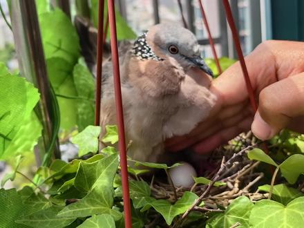 斑鸠租客在红隼的恐慌中把蛋下齐了 #斑鸠 #鸟 #猛禽 #红隼 #神奇动物在抖音 #人与自然万物和谐共处