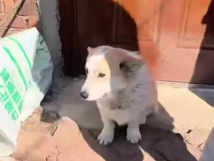 在吉林长春,7只狗狗结伴奔跑的画面牵动人心。他们被偷后结伴逃亡,带着受伤同伴徒步17公里,
一心只想回家……