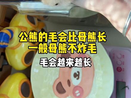 回答一下小六养的到底是熊还是仓鼠#金丝熊 #养鼠日常分享 #仓鼠🐹