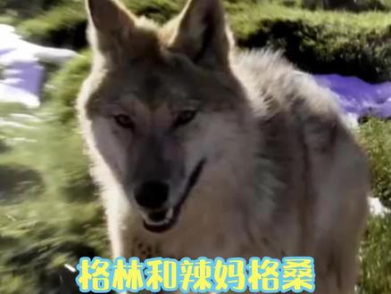 辣妈相信自己的老公,所以不离不弃的跟着格林,信任它们的人类妈妈#格林#重返狼群#李微漪#辣妈格桑#感动