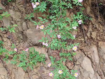 #野蔷薇 #山木香 #金樱子 蔷薇科植物一次看个够