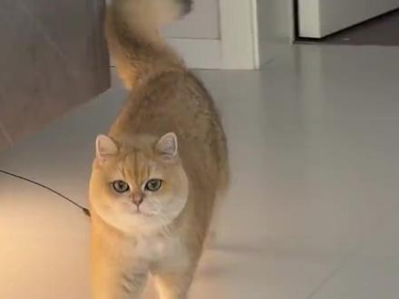 你知道猫咪为什么会先咬你一口,然后又舔你 #猫咪的迷惑行为 #猫咬人 #小猫咪能有什么坏心眼 #小猫