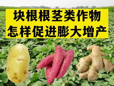 #来抖音学农技 地下块根块茎类作物红薯、马铃薯、大姜等怎样促进膨大增产?#抖音助农 #农业种植 #农资肥料 #种植小技巧 @抖音三农