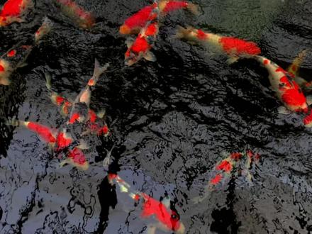 锦鲤缩鳍趴缸经常遇到,到底怎么回事,该怎么办? #鱼 #锦鲤 #新农人计划2022