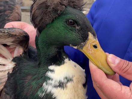 #上热门话题 黑色大体凤头鸭观赏鸭#神奇动物在抖音 #萌宠推荐官 #农村创业养殖 #只做高品质