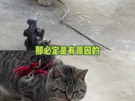 上午新疆伊犁,下午法国巴黎 #动物 #绑腿 #魔丸 #万万没想到