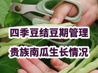 楼顶小菜园,收获第二茬四季豆,如何管理才能结豆更多更肥#四季豆 #贵族南瓜 #种菜小技巧 #楼顶种菜 #新农人计划2023 #三农流量扶持计划 #抖音小助手