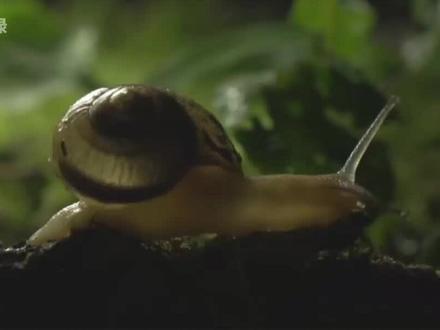 萤火虫幼虫猎杀蜗牛,结局很残忍 #好奇昆虫 #微观世界 #奇妙的动物 #科普一下 #昆虫世界