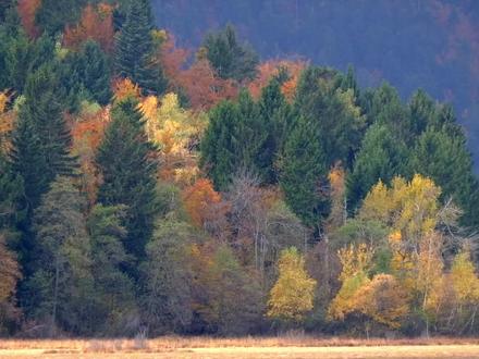 美丽的小兴安岭 #知秋向山行