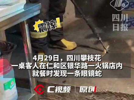 虚惊一场!四川一火锅店惊现眼镜蛇,消防员10分钟解决战斗!#同城热门 #火锅