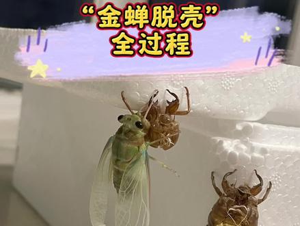 观察蝉羽化的全过程~