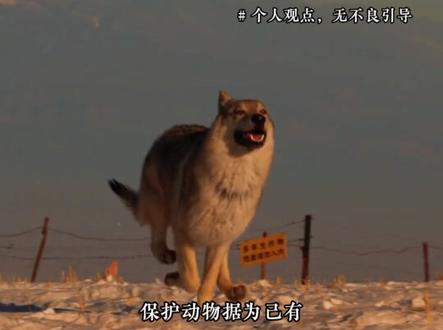 狼从不会撒谎 撒谎的从来都是贪婪的人 #格林 #狼