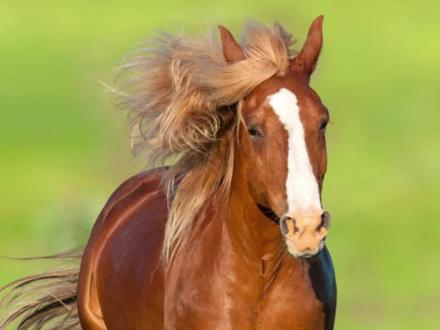 马腿断了为什么活不了呢?#动物科普