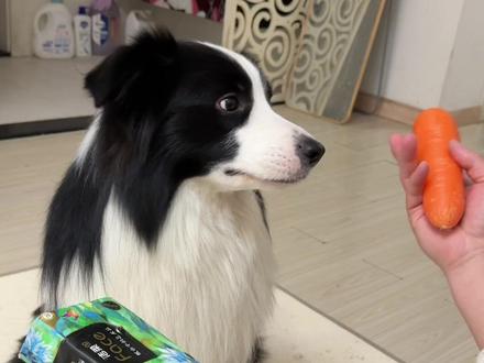 吃货小狗的纸巾萝卜挑战😂 #边牧 #萌宠#萝卜纸巾猫咪 #边牧成精了 #吃货小狗