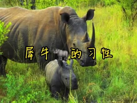 犀牛🦏的习性#犀牛 #神奇动物在抖音 #爱护大自然保护野生动物