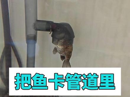 你就是让鱼儿卡管道里也不会告诉你的事 第一,千万要在鱼缸里水培生姜,不缸里腥味没有然臭了,鱼儿水没毛都不得了,你让那些水没白毛产品卖给谁呢?
第二,千万不要往鱼缸里放煮熟的生菜,不然你的鱼儿吃的好了,
消化也好了,你让那些化学产品卖给谁去,第三,千万不要给鱼第儿煮熟的南瓜
不然鱼儿长得贼快,肚子溜圆,你让那些营养鱼粮卖给谁去#养鱼 #养鱼日记 #养鱼养心 #鱼友