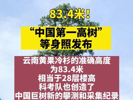 83.4米!“中国第一高树”等身照发布