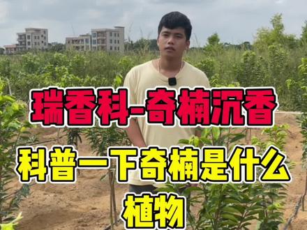 北方的香友要明白奇楠沉香是热带植物,北方是寒冷地带#奇楠沉香 #抖音助农 #三农