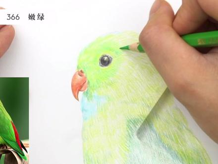 彩铅鹦鹉详细教程#彩铅 #彩铅手绘