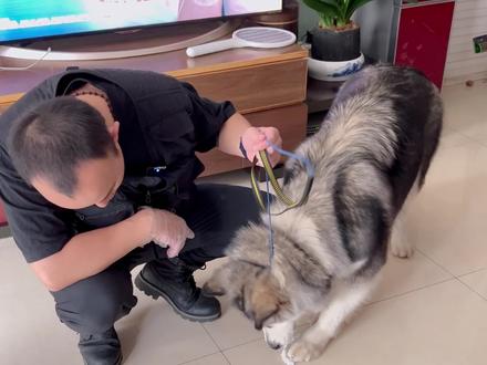 你家的狗狗是不是也爱吃纸巾,来看看怎么通过训练解决吧。@DOU+小助手 #昆明训犬基地 #昆明训犬 #训犬 #阿拉斯加 #狗狗吃纸