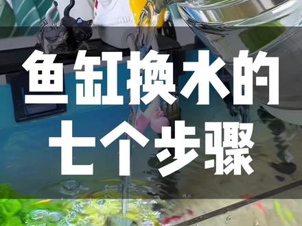 鱼缸换水的七个步骤 #养鱼 #养鱼日记
