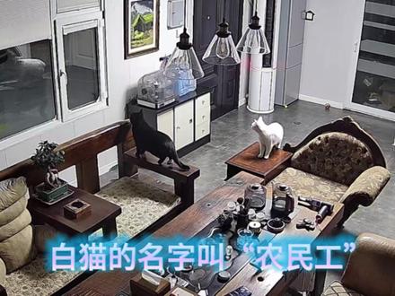 好“虎”架不住“群狼”啊#监控下的一幕 #危险瞬间