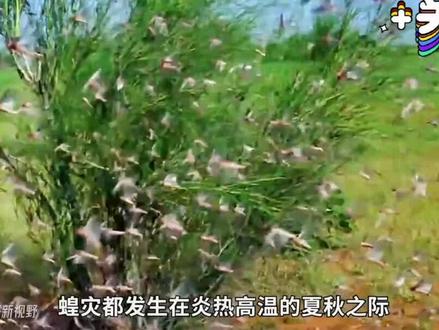 蚂蚱的新生!#2023新农人计划 #乡村振兴dou行动 #助力三农 #三农养殖 #蝗虫