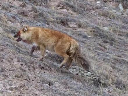 悬崖上的杀掠#岩羊#雪豹