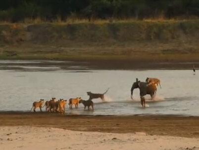 狮子大战大象,大象独自对战狮群,场面震撼 #野生动物零距离 #雄狮 #野生动物 #大象